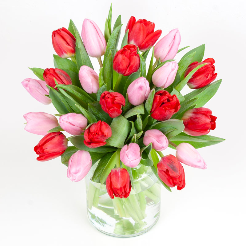 Rosa & røde tulipaner